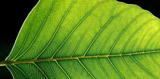 MSc Botany Jr. Research Fellow Post Vacant @ Visva Bharati