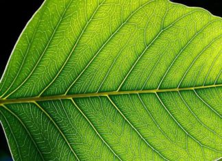 In a First, Scientists Genetically Engineer Crop to Take Up 25% Less Water MSc Botany Jr. Research Fellow Post Vacant @ Visva Bharati