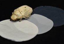 Cambridge Researchers Develop Beetle-based Edible Ultra-White Coating