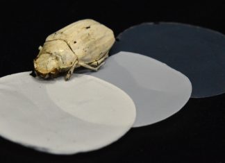Cambridge Researchers Develop Beetle-based Edible Ultra-White Coating
