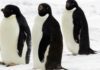 A Great Poo Patch Spotted from Space Leads to Discovery of Penguin “Super-Colony”