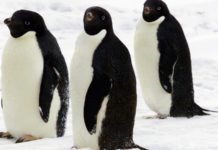 A Great Poo Patch Spotted from Space Leads to Discovery of Penguin “Super-Colony”