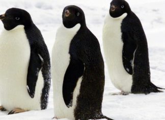 A Great Poo Patch Spotted from Space Leads to Discovery of Penguin “Super-Colony”