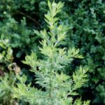 Chinese Shrub Engineered to Bolster Antimalarial Compound Production Chinese Shrub Engineered to Bolster Antimalarial Compound Production