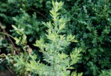 Chinese Shrub Engineered to Bolster Antimalarial Compound Production Chinese Shrub Engineered to Bolster Antimalarial Compound Production