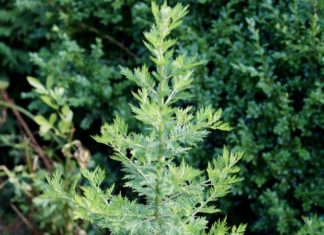 Chinese Shrub Engineered to Bolster Antimalarial Compound Production Chinese Shrub Engineered to Bolster Antimalarial Compound Production