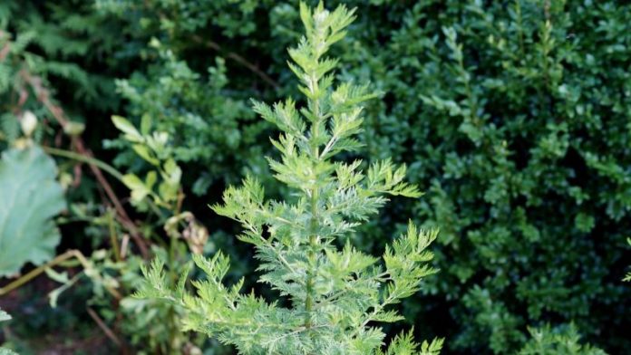 Chinese Shrub Engineered to Bolster Antimalarial Compound Production
