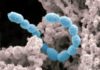 Graphene Spikes that Devour Bacteria to Keep Out Infections Graphene Spikes that Devour Bacteria to Keep Out Infections