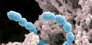 Graphene Spikes that Devour Bacteria to Keep Out Infections