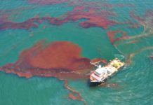 Scientists Coax Oil-Gulping Bacteria into Cleaning Spills Scientists Coax Oil-Gulping Bacteria into Cleaning Spills