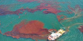 Scientists Coax Oil-Gulping Bacteria into Cleaning Spills