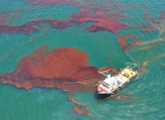 Scientists Coax Oil-Gulping Bacteria into Cleaning Spills Scientists Coax Oil-Gulping Bacteria into Cleaning Spills