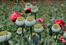 Scientists Unveil New Bioengineering Tech to Manufacture Complex Medicines