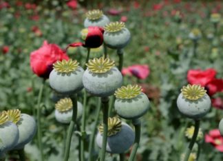 Scientists Unveil New Bioengineering Tech to Manufacture Complex Medicines