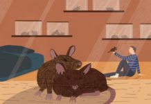 Rats Used to Sniff Out TB for Better Detection in Children Rats Used to Sniff Out TB for Better Detection in Children