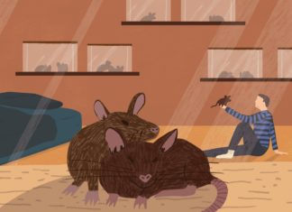 Rats Used to Sniff Out TB for Better Detection in Children Rats Used to Sniff Out TB for Better Detection in Children