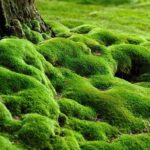 Phytofiltration by Aquatic Moss Rids Water of Arsenic rendering it Potable