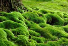 Phytofiltration by Aquatic Moss Rids Water of Arsenic rendering it Potable