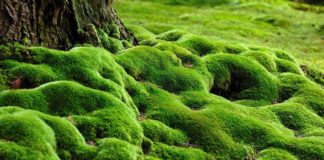Phytofiltration by Aquatic Moss Rids Water of Arsenic rendering it Potable