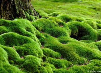 Phytofiltration by Aquatic Moss Rids Water of Arsenic rendering it Potable Phytofiltration by Aquatic Moss Rids Water of Arsenic rendering it Potable