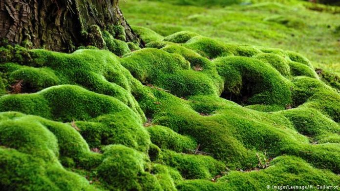 Phytofiltration by Aquatic Moss Rids Water of Arsenic rendering it Potable