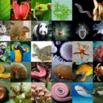 In a Moonshot for Biology, Earth BioGenome Project to Sequence all of the Planet’s Eukaryotic Biodiversity In Moonshot for Biology, a Project to Sequence all Eukaryotic Biodiversity