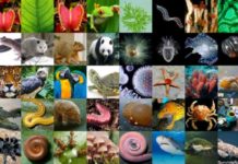 In Moonshot for Biology, a Project to Sequence all Eukaryotic Biodiversity