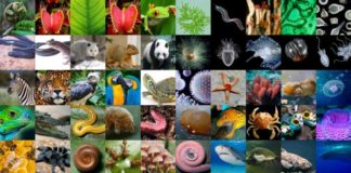In Moonshot for Biology, a Project to Sequence all Eukaryotic Biodiversity