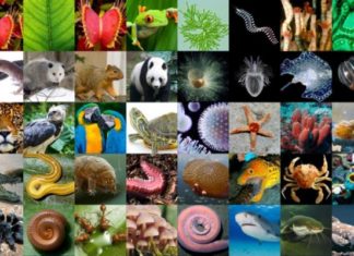 In a Moonshot for Biology, Earth BioGenome Project to Sequence all of the Planet’s Eukaryotic Biodiversity In Moonshot for Biology, a Project to Sequence all Eukaryotic Biodiversity