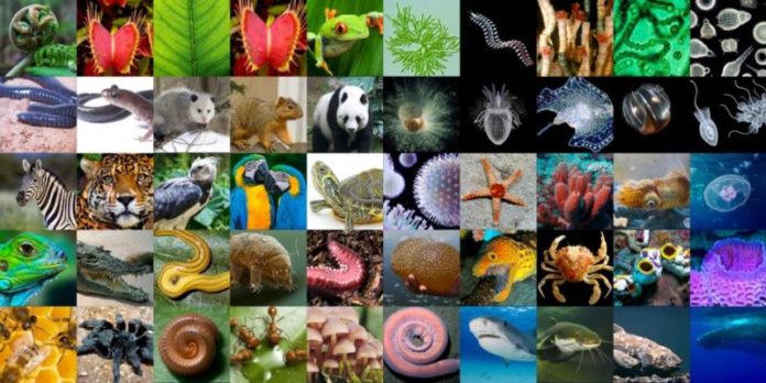 In Moonshot for Biology, a Project to Sequence all Eukaryotic Biodiversity