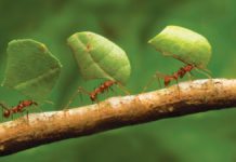 Ant Scent Trail Not Actually Produced by Ants Themselves? Ant Scent Trail Not Actually Produced by Ants Themselves?