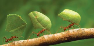 Ant Scent Trail Not Actually Produced by Ants Themselves?