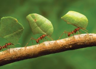 Ant Scent Trail Not Actually Produced by Ants Themselves? Ant Scent Trail Not Actually Produced by Ants Themselves?