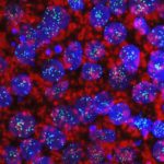 Robots Sprout Organs from Human Stem Cells