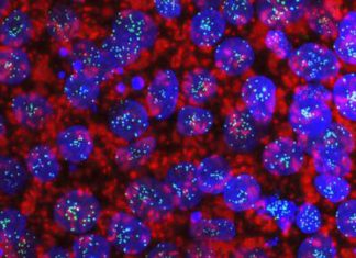 Scientists Generate “Essentialome” with the Help of CRISPR Screening Robots Sprout Organs from Human Stem Cells