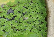Kerala Startup Encashes on Azolla to Crank Up Cattle Yield Kerala Startup Encashes on Common Aquatic Fern to Crank Up Cattle Yield