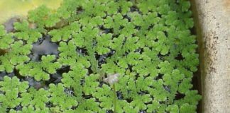 Kerala Startup Encashes on Common Aquatic Fern to Crank Up Cattle Yield