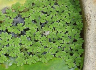 Kerala Startup Encashes on Azolla to Crank Up Cattle Yield Kerala Startup Encashes on Common Aquatic Fern to Crank Up Cattle Yield