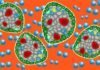 Pancreatic islets Implants Come With Their Own Oxygen Tanks Pancreatic islets Implants Come With Their Own Oxygen Tanks