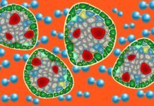 Pancreatic islets Implants Come With Their Own Oxygen Tanks Pancreatic islets Implants Come With Their Own Oxygen Tanks