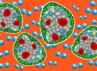 Pancreatic islets Implants Come With Their Own Oxygen Tanks Pancreatic islets Implants Come With Their Own Oxygen Tanks