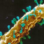 Virotherapy Aided by NKCs Can Drive Highly Effective Cancer Therapy