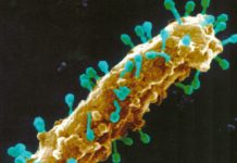 Abundant Giant Virus in Sea Captured and Characterized Virotherapy Aided by NKCs Can Drive Highly Effective Cancer Therapy