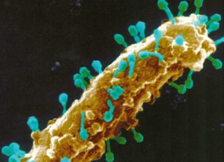 Virotherapy Aided by NKCs Can Drive Highly Effective Cancer Therapy Virotherapy Aided by NKCs Can Drive Highly Effective Cancer Therapy