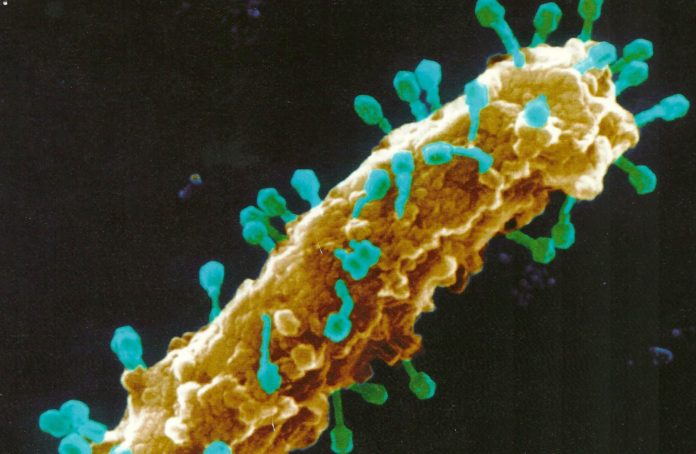 Virotherapy Aided by NKCs Can Drive Highly Effective Cancer Therapy