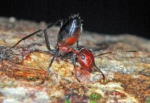 Gallant “Exploding Ant” Offers Itself Up to Save its Colony Gallant “Exploding Ant” Offers Itself Up to Save its Colony