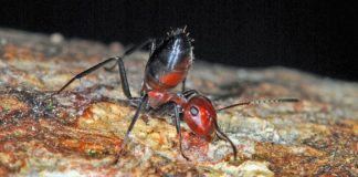 Gallant “Exploding Ant” Offers Itself Up to Save its Colony