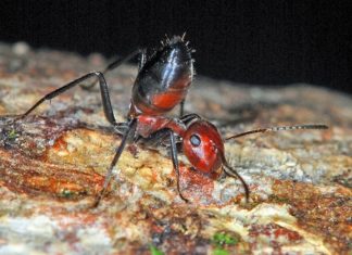 Gallant “Exploding Ant” Offers Itself Up to Save its Colony Gallant “Exploding Ant” Offers Itself Up to Save its Colony