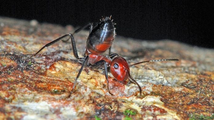 Gallant “Exploding Ant” Offers Itself Up to Save its Colony