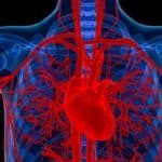 Antioxidant MitoQ Reinvigorates Aging Blood Vessels